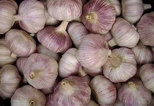 Garlic Bulbs Whole, Early Purple Italian, 2 pounds, This Garlic is ready for Eating or Planting, Cool Beans N Sprouts (Sold By Weight Not Volume)