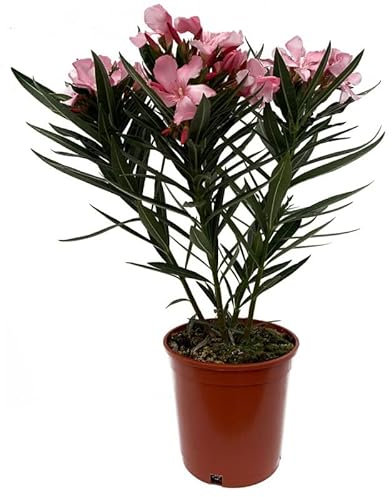 Nerium Oleander Natural - Adelfa Rosa - Árbol de Exterior