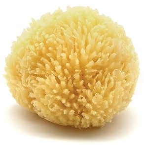 Neptune Caribbean Sea Sponge, Small (Approx. 4–5 Inch), Hand Processed, Natural & Eco-Friendly Bath Sponge