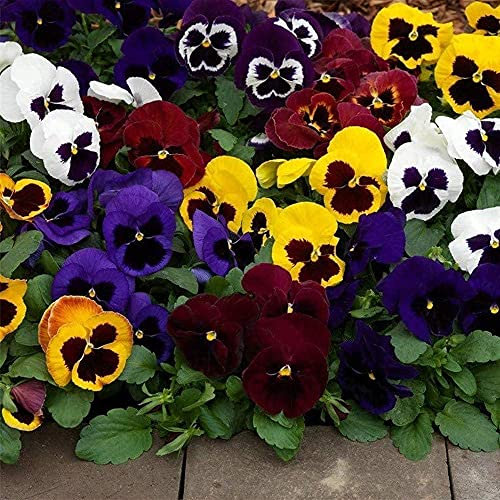 200Pièces graines de pensées mélangées vivaces exotiques fleurs ornementales maison jardin plantation de fleurs brillantes colorées créent de beaux paysages idylliques