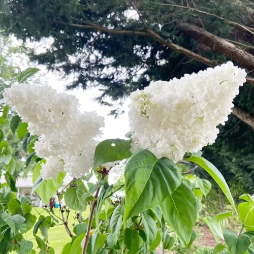 lilla - Syringa vulgaris acquistare semi parterre semi resistenti 300pcs