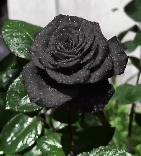 Rosales, arbustos perennes de floración, aptos para jardines y patios exteriores-2 PCS-D