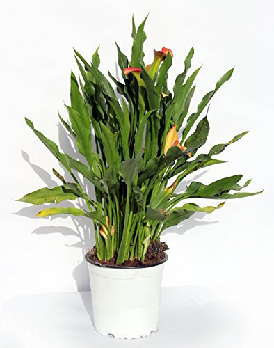 CALA - LIRIOS DE AGUA- CALAS. DE COLOR VARIADO ¡¡¡ PLANTA NATURAL ¡¡¡ altura: 40 cm aproximado, contenedor 14 cm. ENVIOS SOLO PENINSULA