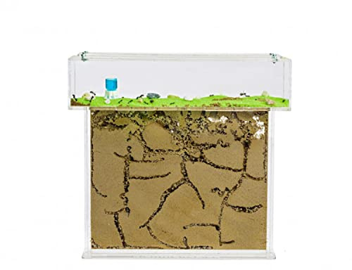 Anthouse.es - Kit Hormiguero Acrílico en Forma de T - Sándwich y Caja de Forrajeo con Tapa Retirable - Hormiguero con Hormigas Vivas Incluidas - Hormiguero de 25x20x1,5 cm - Transparente