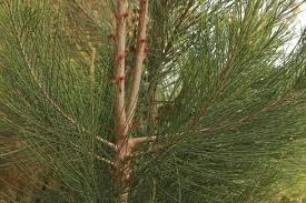 40 Semillas de Roble Ella RLP070 (Allocasuarina Littoralis)
