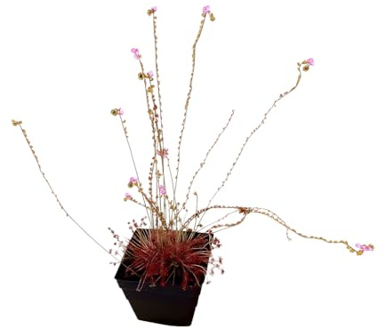 Garden Center Shop | Drosera paradoxa M12 | Planta Carnívora Tropical | Atrapa Insectos | Ideal Interiores y Exteriores Protegidos | INCLUYE GUIA DE CUIDADOS