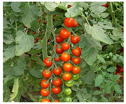 PREMIER SEEDS DIRECT - TOMATO - Sakura - 10 seeds