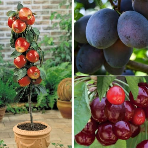 Patio Fruit Tree Trio – Dwarf Apple, Cherry & Plum Trees for Small Gardens & Containers, Compact Fruit Trees with Spring Blossom & Juicy Harvest - 3X 9cm Potted Plants by Thompson & Morgan