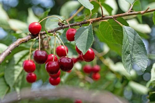 Kirschbaum Safir(S) Buschform 120-160 cm Lieferhöhe | Höhe je nach Schnitt bis zu 5-6 Meter