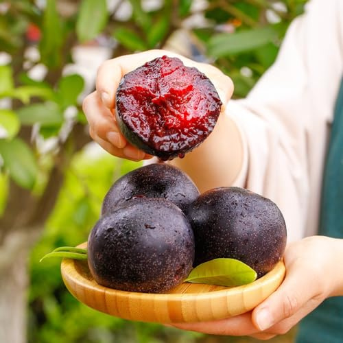 semillas de ciruelo - resistentes invierno fresca al aire libre 15pcs