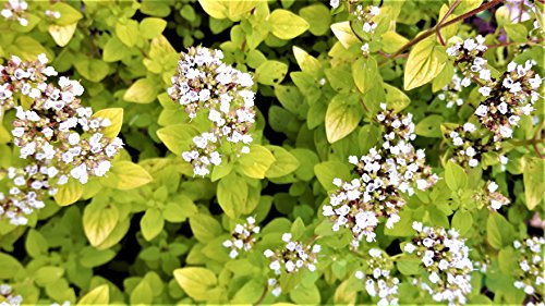 GOLDEN MARJORAM GOLDEN SCENTED EDIBLE HERB IN 9CM POT