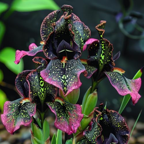Iris bulbos-Balcón/Jardín/Interior/Exterior-A-4 Bulbos
