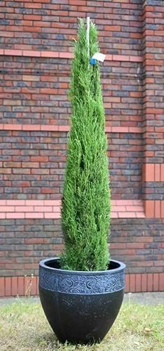 Cipresso toscano cupressus sempervirens Totem 3 piante sempreverdi in vaso ø26 cm h. 175/200 cm Vivaio di Castelletto