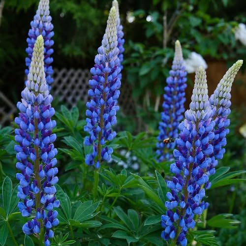 1500 pcs lupinensamen kaufen, lupinen pflanzen samen flowers bodendecker samen lupine samen - Lupinus micranthus - stauden winterhart mehrjährig hochbeet wildblumensamen steinpflanzen