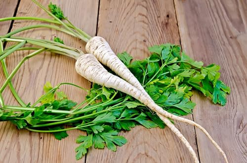 Sachet de graines de Persil tubéreux - Sachet de 2,5 grammes - Graines de style