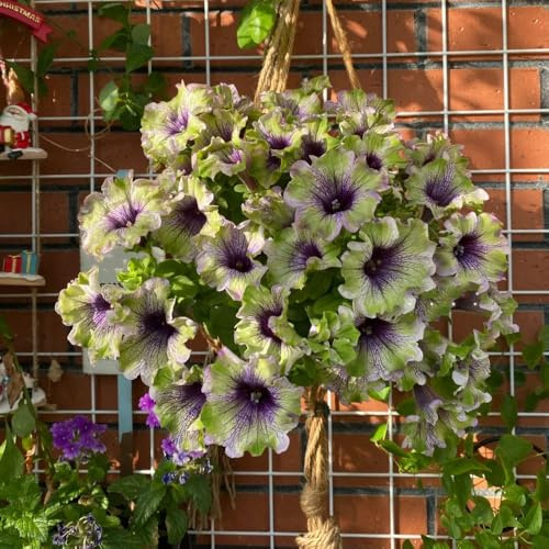 Semillas de petunias colgantes - jardín balcón resistentes Decoración balcón, silvestres, perennes, 600pcs