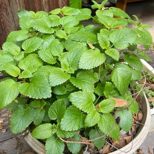 semillas de melisa - variedades antiguas jardineros de jardín semillas resistentes en exteriores jardín cultivo 50pcs