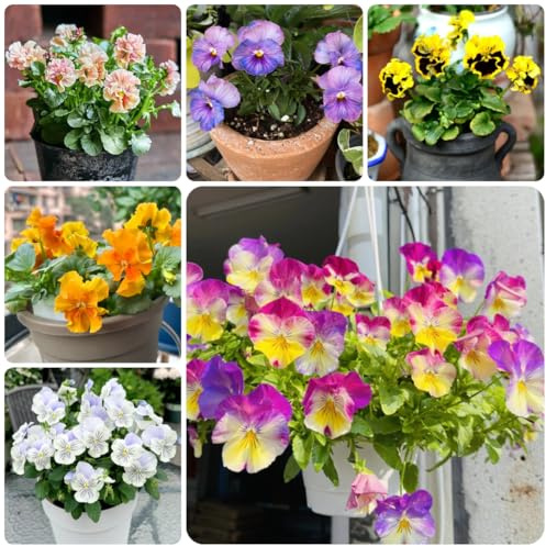 semi biologici di viola del pensiero decorativi resistenti al balcone resistenti di viola del pensiero rare, decorazione del soggiorno 600pcs