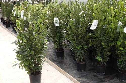 Alloro Laurus nobilis pianta aromatica sempreverde da siepe in vaso ø19 cm h. 110/130 cm Vivaio di Castelletto
