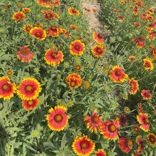 Semillas de Gaillardia pulchella, cobertura del suelo de exterior resistentes para lugares soleados semillas de decoración 550pcs