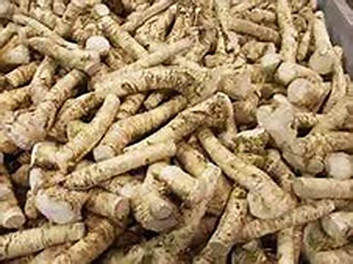 Horseradish Roots Natural, 12 Ounces (USA Only,Can Not be Shipped internationally) Ready for Planting or Preparing As Sauces or Dressings etc. Jacobs Ladder