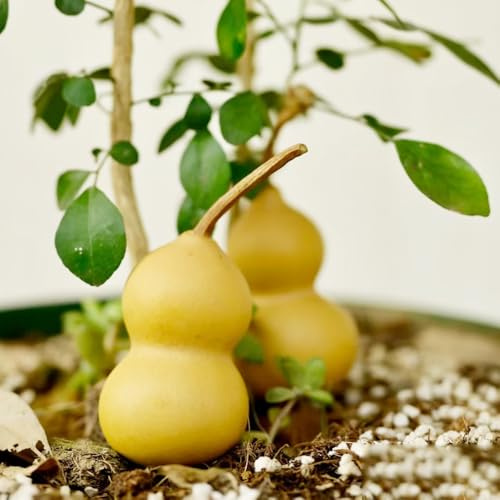 calabaza de botella, calabaza - semillas de hortalizas resistentes semillas balcón invernadero resistentes jardines rocas interior, hortalizas, balcón Comprar 225semillas
