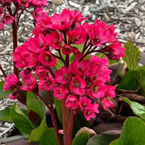 100pcs Fresh Red Bergenia Flower Seeds