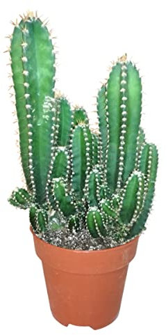 SMPLY. Cactus Ordenador - Ideal para Decoración en Casa u Oficina - Maceta de 8 cm - Altura: 12 cm Aprox