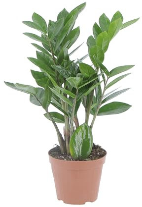 KENTIS - Zamioculcas Zamiifolia - Piante Vere da Appartamento - Pianta Purificante Aria - Facile Cura - H 25-35 cm Vaso Ø 12 cm