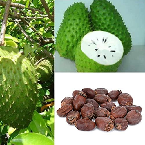 Haloppe 20 Stück Obstsamen für die Hausgartenbepflanzung, Soursop Tropical Fruit Custard Graviola Annona Muricata Seeds