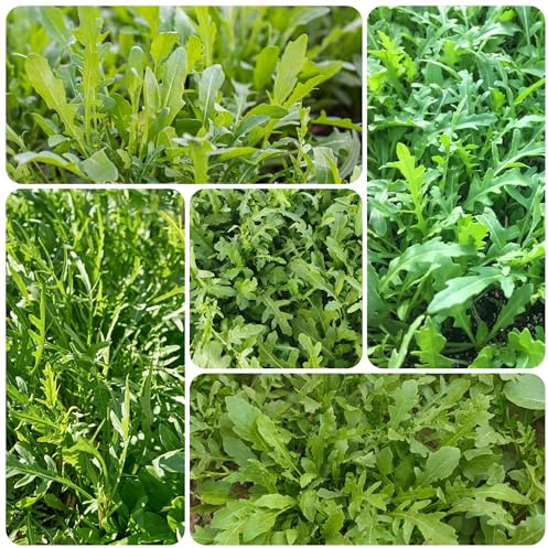 semi di rucola resistente - giardino esotiche 420pcs