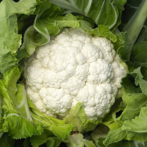 Blumenkohl Neckarperle Samen