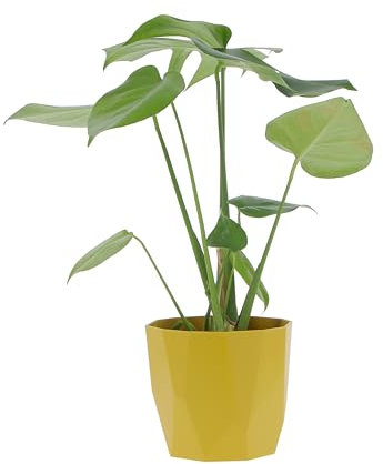KENTIS - Monstera Deliciosa - Pianta Vera da Interno Resistente - Piante da Appartamento Purifica Aria - Ornamentale - H 45-55 cm Vaso Ø 14 cm