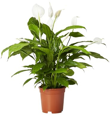 Espatifilo Planta Viva Purificadora del Aire con Flor Blanca Elegante