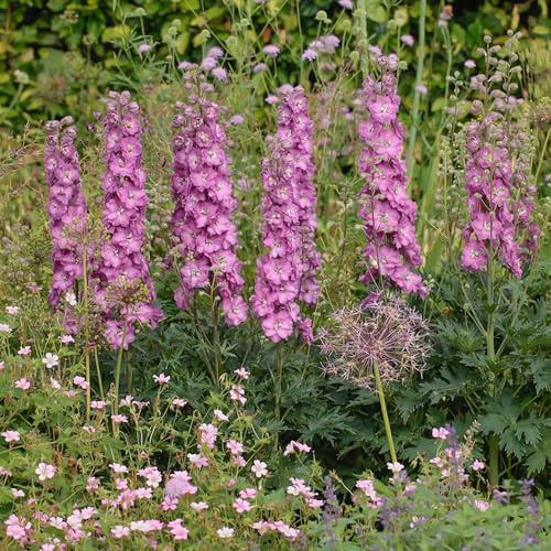 GardenersDream Pianta di Delphinium Pink Shades Romantic in Vaso – Pianta da Giardino Fiorita a Spiga Rosa Chiaro – Perenne da Esterno per Giardino e Bordure (incl. Vaso 11 cm)