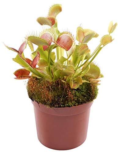 dionaea muscipula samen,fliegenfalle pflanze,venus fliegen,venusfliegenfalle,fleischfressende pflanzen,Sukkulenten succulent plants,topfpflanzen geschenk garten 50 Stück