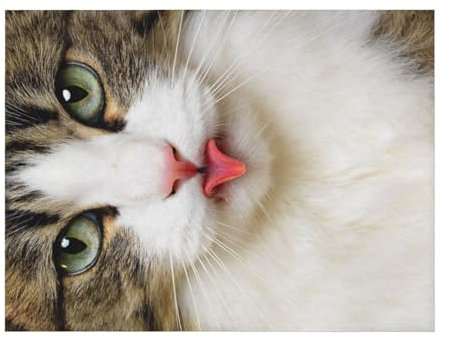 WSHFFILO Flanelldecke mit Katzen-Motiv, Plüschdecke, Vierjahreszeiten, warme Decke, Reisedecke