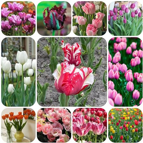tulpenzwiebeln winterhart mehrjährig, tulpen zwiebeln Balkonpflanzen topf pflanze frühblüher Stauden tulpenzwiebel bodendecker mehrjährig, Winterharte Blumen zwiebel outdoor 12pcs