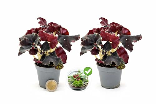 POWERS TO FLOWERS - BEGONIA REX NERA, DARK MAMBO IN VASO 5,5cm, 2 PIANTE, ideale per terrarium, pianta vera