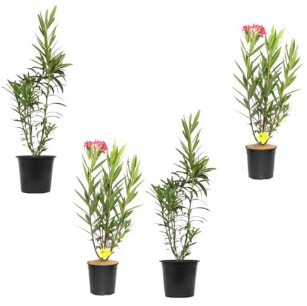 Cuatro Adelfa - Oleandro Rosa Natural en Maceta - Planta Arbustiva de Crecimiento Rápido