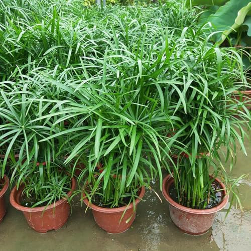 50 pcs Zyperngras Samen, Cyperus Alternifolius, exotische pflanzen samen, biosaatgut kräutergarten küche gartenpflanzen kräuterbeet für die küche pflanzensamen kräuterbeet indoor,