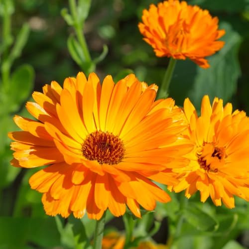 Semi di calendula - raro vecchie varietà copertura del terreno resistenti semi di resistenti per giardini rocciosi da balcone Calendula officinalis 300pcs