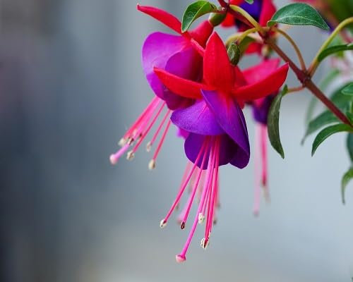 Graines de fleurs de fuchsias 100 pièces rouge-violet