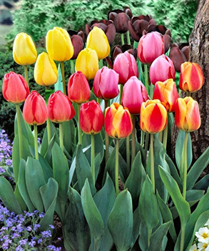 Tulip Bulbs-Romantic purple flowers, wonderful gardening planting flowers, surprise Valentine's Day gifts-15 Bulbi:Seeds only