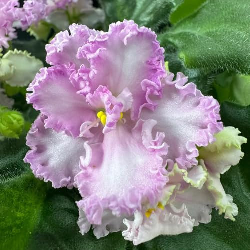 usambaraveilchen pflanze kaufen samen balkonpflanzen, winterharte kübelpflanzen usambaraveilchen samen blumensamen mehrjährig winterhart pflanzen winterhart draußen, samen alte sorten 50pcs