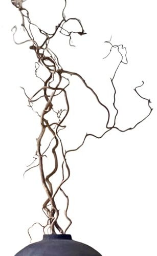 Eve & Wild Real Twisted Corylus Hazel Branches, Natural Decorative Dried Branch Decor, Curly Twigs for Vase, Japandi Decor, Twisted Willow (3, MEDIUM (70-80cm))