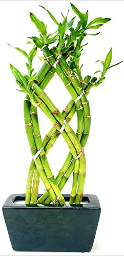 POWERS TO FLOWERS - LUCKY BAMBOO INTRECCIATO ALTEZZA 26CM, Pianta Vera