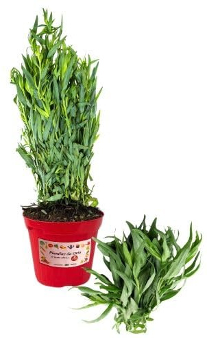 P. Piantine da Orto | Dragoncello, Pianta in Vaso Diametro 14 cm, Pianta Pronta per il Trapianto, Pianta Vera da Esterno, Piantina Aromatica per Balcone o Terrazzo, Vivaio Italiano