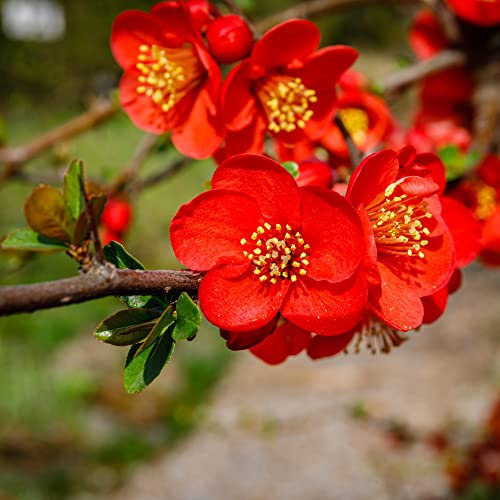 Japanese Flowering Quince Chaenomeles x superba 'Fascination' Thorny Hardy Shrub Red Blooms Easy to Grow Your Own Garden Fruit and Flowers x1 3.6-Litre Potted Plants by Thompson & Morgan (1)