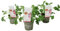 Plant in a Box - Pelargonium Capitatum 'planta anti mosquitos' - juego de 3 - rosa - maceta 10 cm - altura 15-25 cm